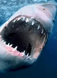 《纪录片：海洋捕食者》：揭秘深海猎杀，探索食物链顶端的残酷与美丽